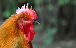 El gallo