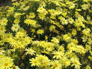 Margaritas amarillas