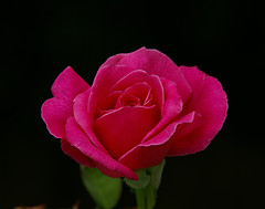 Rosa, Merrill Lyew