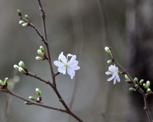Flores Blancas