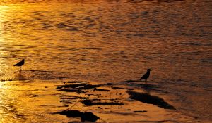 Aves en el Río Primero 2