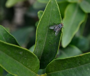 La Mosca -Foto de Guillermo Ciampagna-
