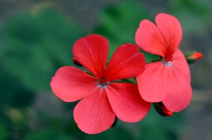 Flor roja -Foto de Guillermo Ciampagna-