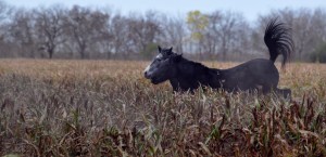 Fotos de caballos 2