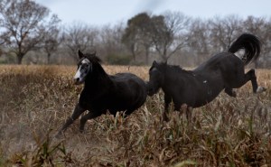 Foto de caballos 3