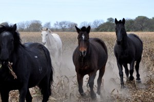 Foto de caballos 4
