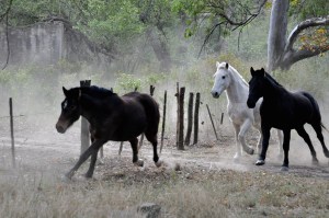 Foto de caballos 1