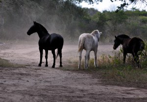 Foto de caballos 5