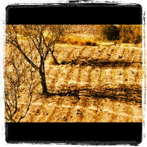 Arboles desde el Pucará de Tilcara