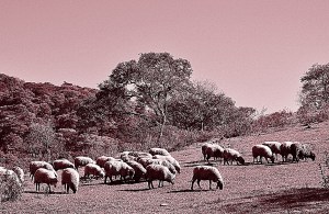 Rebaño de ovejas, Salta