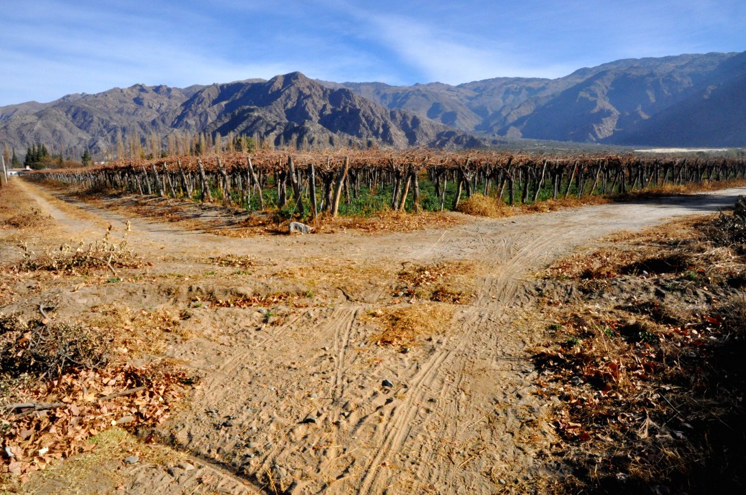 Los viñedos en invierno