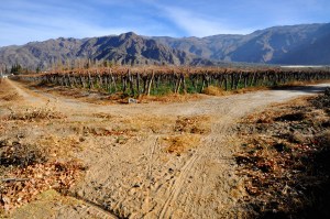 Los viñedos en invierno