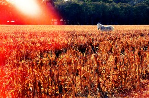Caballo en el barbecho