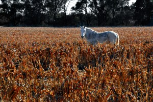 Caballo Blanco