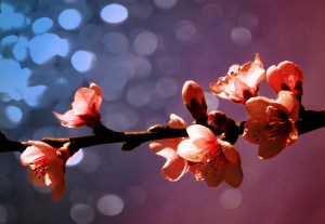 Fantasía 7 - Foto de Guillermo Ciampagna