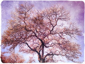 Fantasía 6 -Foto de Guillermo CIampagna