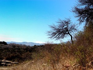 Sin hojas buscando la lluvia