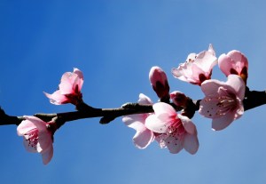 Original - Foto de Guillermo Ciampagna