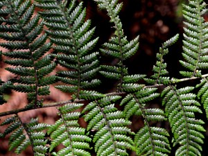 Verdes profundos de los helechos