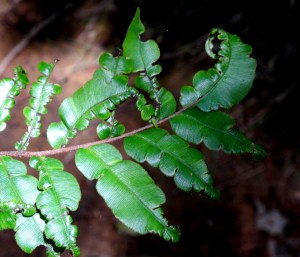 Luces en el bosque 3