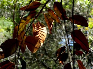 Luces en el bosque 5