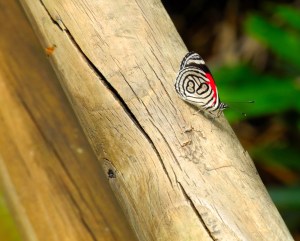Foto cataratas del Iguazú 13 - Mariposa