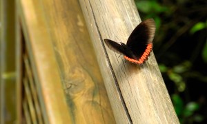 Foto cataratas del Iguazú 14 - Mariposa
