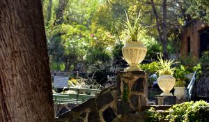 Copón de plantas en la gruta