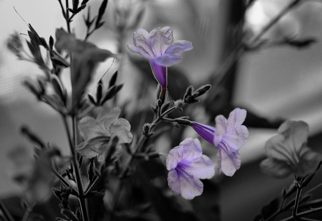 Fantasia en BN y violeta