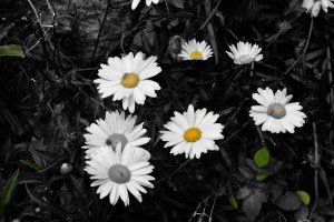 Fantasía en amarillo