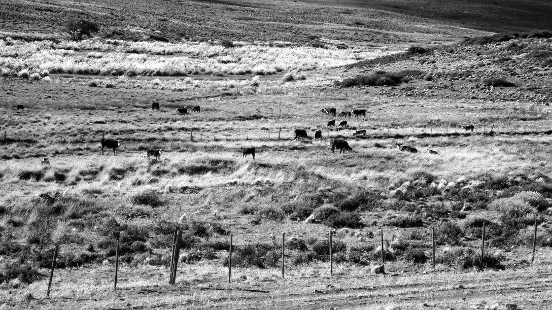 Rodeo patagónico, Departamento Catan Lil, Neuquén