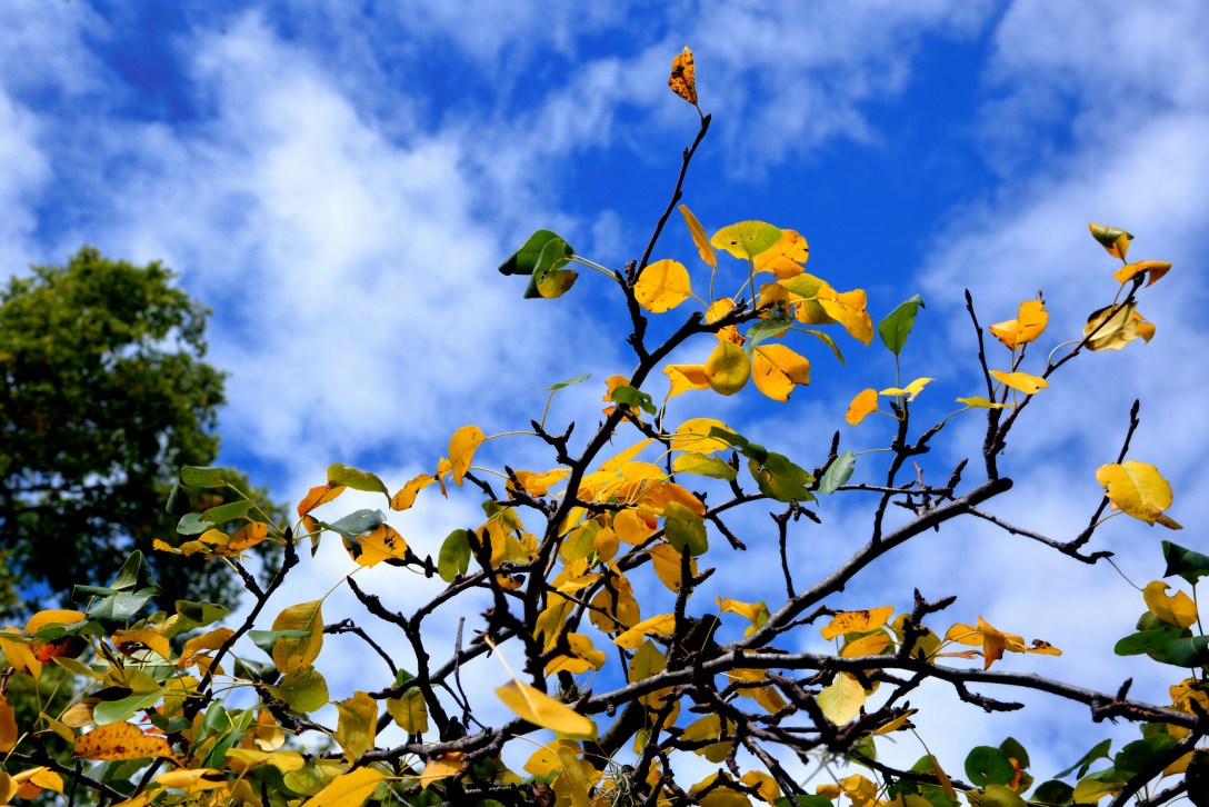 Otoño en Cruz Chica