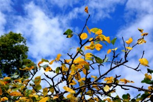 Otoño en Cruz Chica