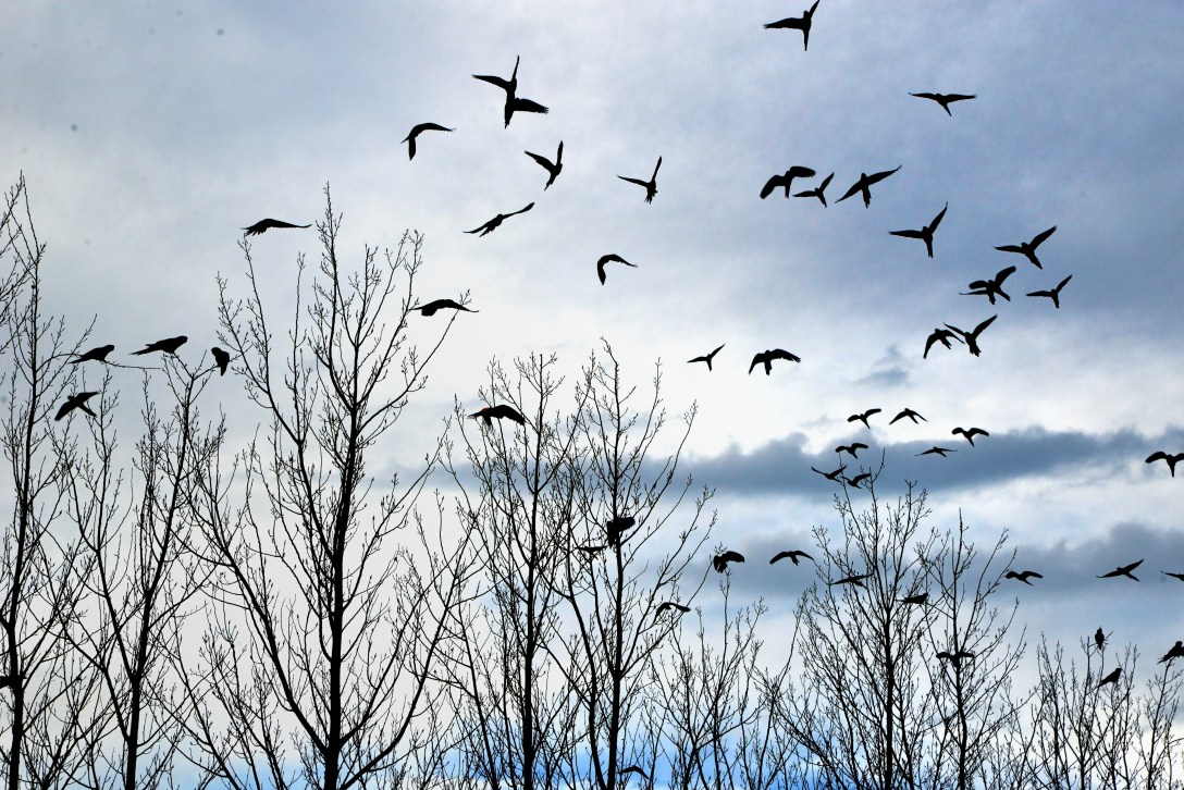 Bandada de pájaros espantada