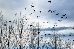 Bandada de pájaros espantada