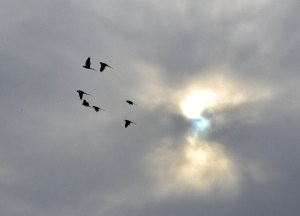 Contra el sol apagado del invierno
