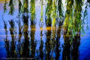 Reflejos del sauce