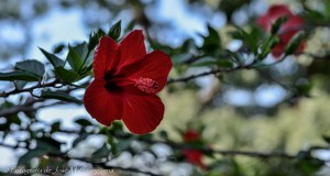 Flores de Chascomús