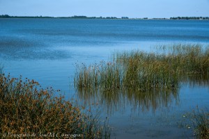 Laguna de Chascomús